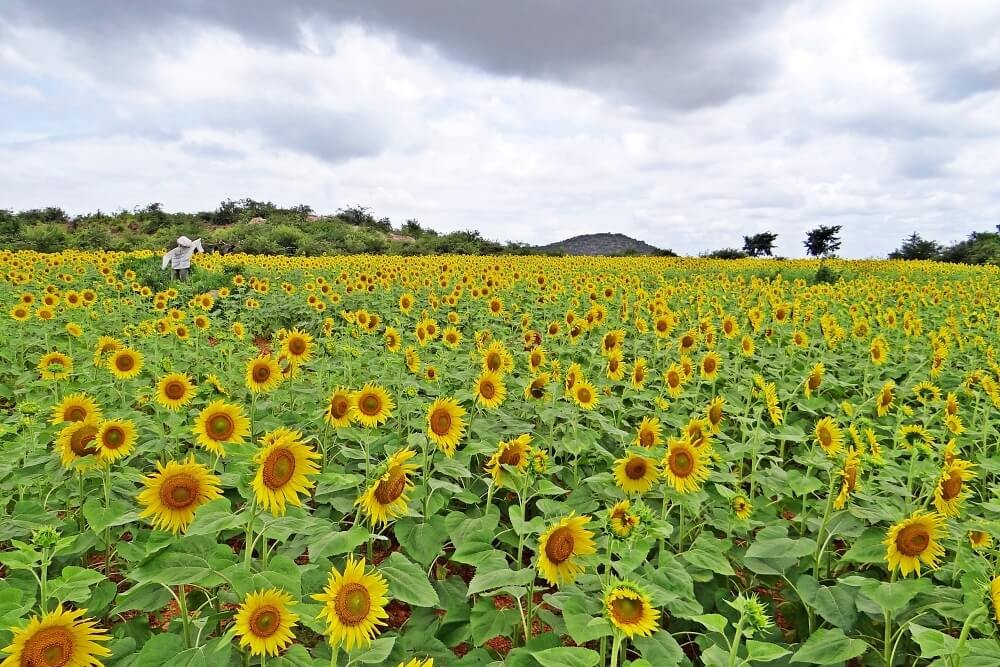 Cara ke Khao Yai dari Bangkok, Naik Bus atau Kereta?